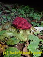 /home//u458753944/public_html/sourcegallery////////////////////////////Frogs/Bullfrogs 2020-09 Upper Merion/P9280720.JPG